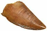 Serrated Raptor Tooth - Real Dinosaur Tooth #371396-1